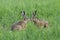 Two European brown hares in meadow