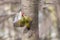Two european green woodpeckers on tree trunk with spread wings opposite one another