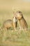 Two european ground squirrel with ear of avena