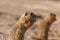 Two european ground squirrels standing in the field. Spermophilus citellus wildlife scene from nature. Two european sousliks