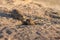 Two european ground squirrels standing in the field. Spermophilus citellus wildlife scene from nature. Two european sousliks on