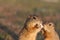 Two european ground squirrels standing in the field. Spermophilus citellus wildlife scene from nature. Two european sousliks