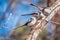 Two European long-tailed tits, latin name Aegithalos caudatus. Two birds sitting on a branch in a deciduous forest