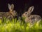 Two european rabbits at night