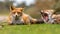 Two European red fox family members