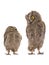Two european scops owl