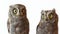 Two European scops owl Otus scops. Close-up portrait on white background