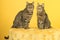 Two European shorthair tabby cats, male and female, sitting on a yellow chesterfield puff against a yellow background