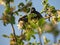 Two European starlings on a apple tree