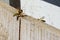 Two European wasps, latin name Vespula Germanica, flying around wooden plank during summer sunny day.