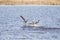 Two examples of greylag goose fighting