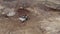 Two excavators load a dump truck aerial shot