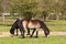 Two exmoor ponies