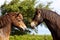 Two Exmoor ponies