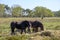 Two Exmoor ponies eat hay in a wooded landscape, one ponie in the background. Friesland, the Netherlands