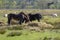 Two Exmoor ponies eat hay in a wooded landscape, sheep in background, Friesland, the Netherlands