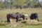 Two Exmoor ponies eat hay in a wooded landscape, sheep in background, Friesland, the Netherlands