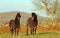 Two Exmoor ponies Equus ferus caballus