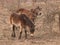 Two Exmoor ponies on meadow