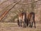 Two Exmoor ponies on meadow