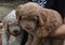 Two extremely cute brown and white labradoodle puppies