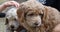 Two extremely cute brown and white labradoodle puppies