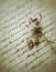Two fading flowers on old script writing