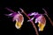 Two Fairy Slipper Flowers on Black