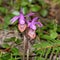 Two Fairy Slipper Orchids