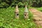 Two fairy-tale houses, towers stand in the grass