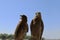 Two falcons against a blue sky