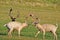 Two Fallow Deer Bucks Sparring in Alfalfa Field