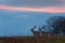 Two Fallow Deer Bucks at Sunset