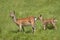 Two fallow deer in forest