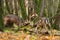 Two fallow deer stags fighting in forest in autumn nature.