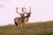 Two fallow deer stags walking side by side on meadow during a duel