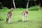 Two fallow deer walking away on the grass photography