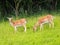 Two fallow deers on the green meadow