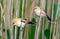 Two Familiar young male and female Bearded reedlings perched together on reed canes in morning