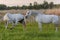 Two fantastic white horses on the meadow