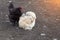 Two farm birds a black rooster and a white hen are sitting on a poultry farm. Livestock and wildlife