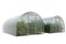 Two farm greenhouses with green bushes and ripe red tomato fruits