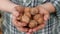 Two Farmer hands holding walnuts