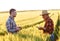 Two farmers in a field examining wheat crop.