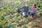 Two farmers in masks checking damaged cabbage