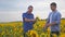 Two farmers men business funny laugh smartphone explore walking examining crop of sunflowers in field slow motion vide
