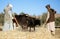 Two farmers with oxen in Bamiyan, Afghanistan