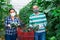 Two farmers in protective mask showcase full boxes of cucumber in greenhouse