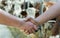 Two farmers shaking hands in cattle stable