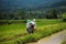 Two farmers take bicycles to the rice fields